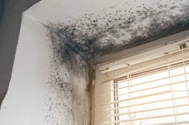 Affordable Mold Removal solutions in Union City, MI
