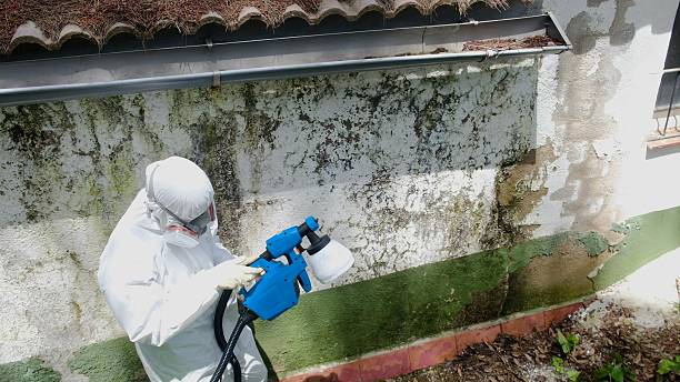 Top rated local Mold Removal specialists in Union City, MI